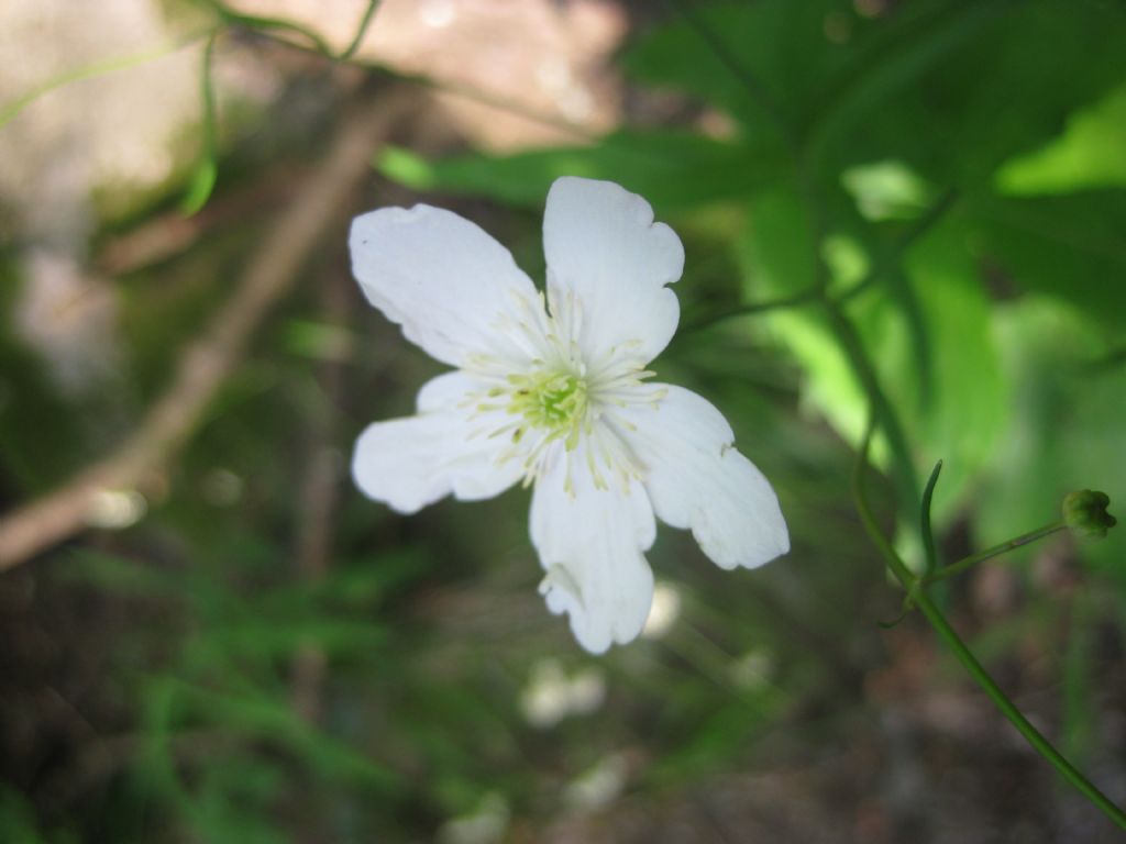 Ranunculus platanifolius